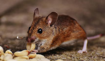 24 Hour & Emergency Exterminators in Glenwood, MD